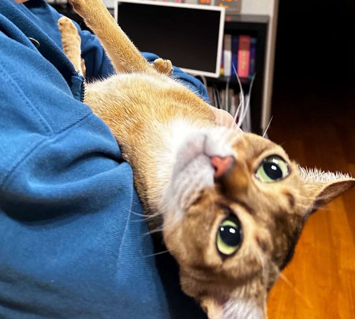 acervo ohyul 🐈‍⬛ tweet media