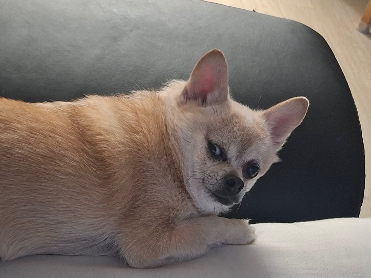acervo ohyul 🐈‍⬛ tweet media