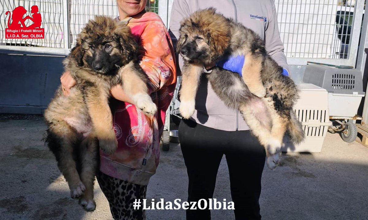 Lida sez. Olbia ODV tweet media