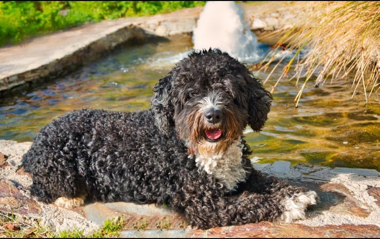entreveredas's tweet image. Razas de perros que casi no tiran pelo y son ideales para casa.

#Mascotas #Perros 
entreveredas.com.mx/2026/05/perros…