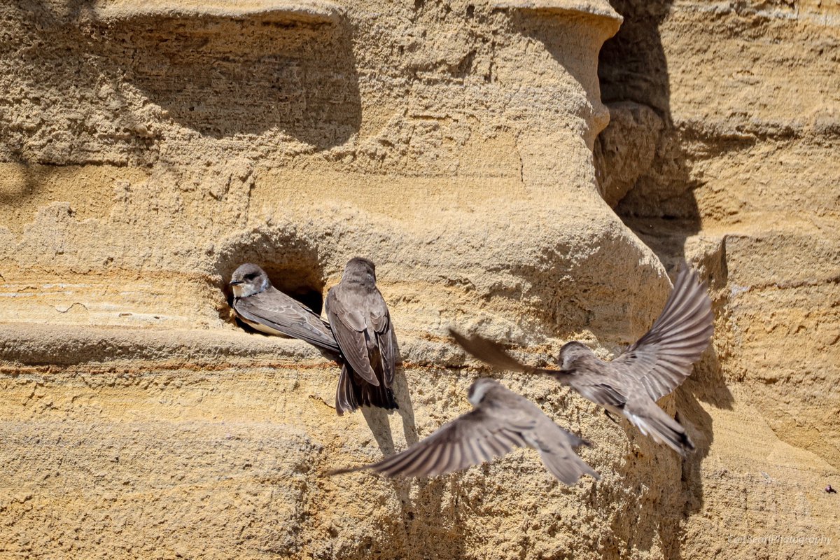 CaitSearl's tweet image. More shots from down by Tynemouth Pier of the sandmartins from Friday  - I will be going back to try again! #birdphotography #bidwatching #wildlifephotography