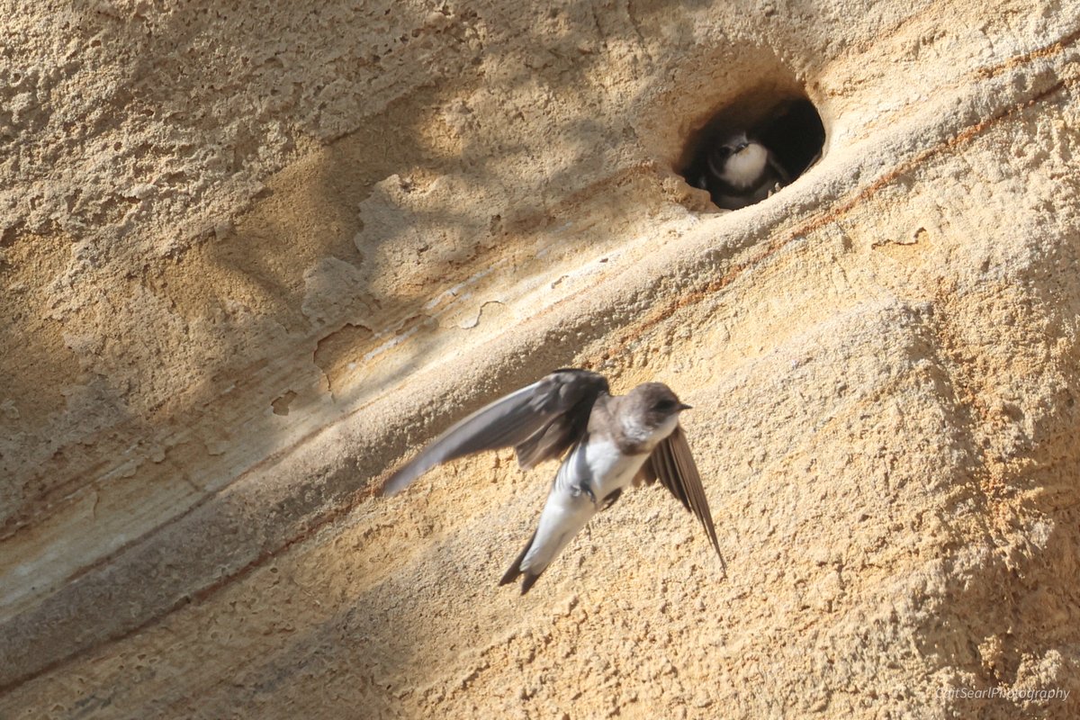 CaitSearl's tweet image. More shots from down by Tynemouth Pier of the sandmartins from Friday  - I will be going back to try again! #birdphotography #bidwatching #wildlifephotography