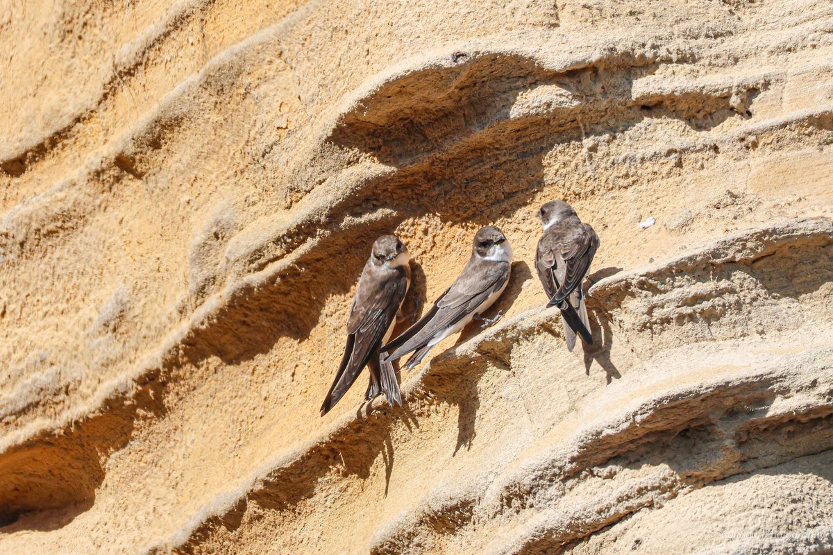 CaitSearl's tweet image. More shots from down by Tynemouth Pier of the sandmartins from Friday  - I will be going back to try again! #birdphotography #bidwatching #wildlifephotography