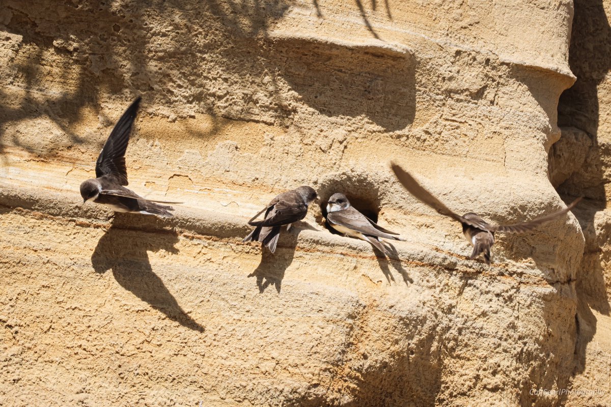 CaitSearl's tweet image. More shots from down by Tynemouth Pier of the sandmartins from Friday  - I will be going back to try again! #birdphotography #bidwatching #wildlifephotography