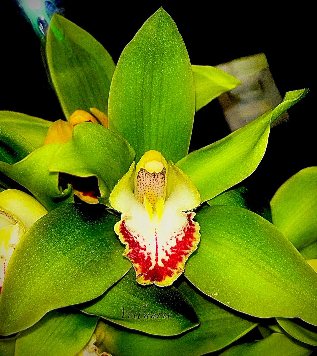VijayEllaurie's tweet photo. Caught this in the wild 🌿📸
Drop your best flower shot below! 
#orchids https://t.co/EX48GMP3aK