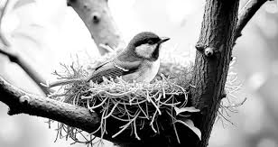 BermanWill75298's tweet image. Who knew it?
"#Charcoal" could #create something so beautiful ... charcoal art world 💞