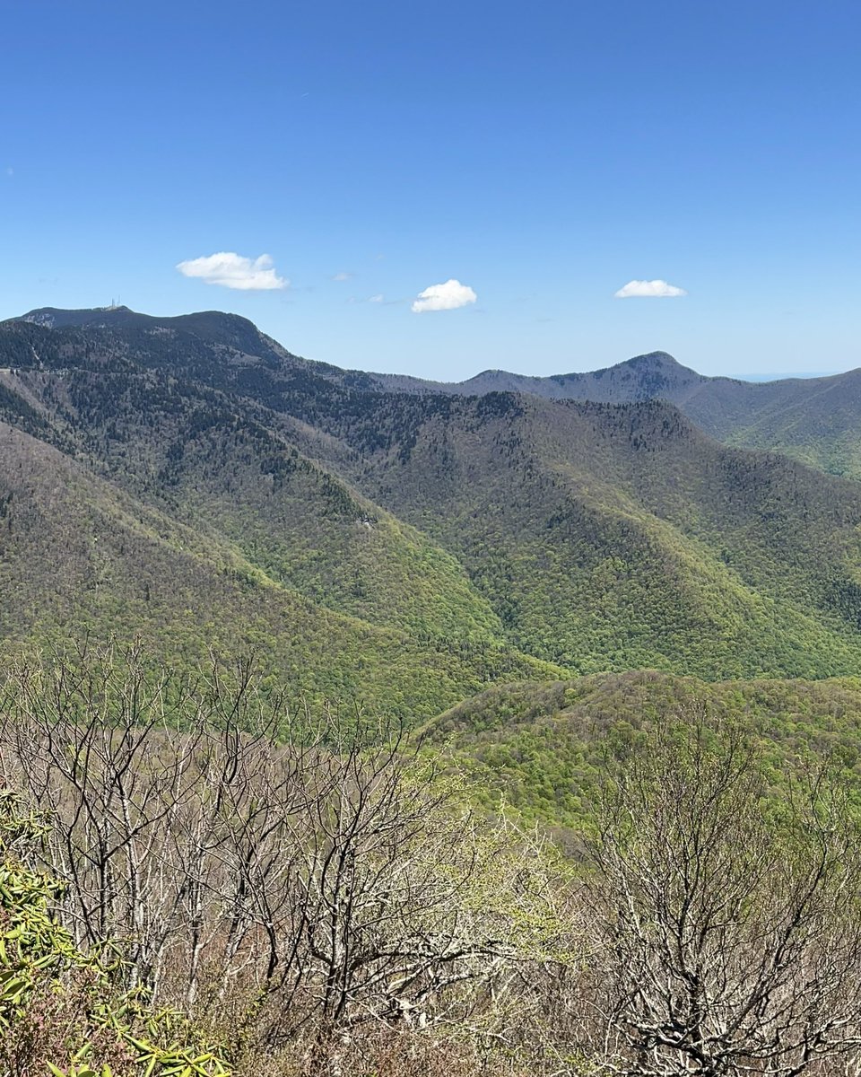 EFisherWX's tweet photo. Spring continues to creep up the slopes of the Black Mountains.

Flowers are way ahead of schedule throughout WNC this year - it is remarkably pretty. https://t.co/8DSp3a25qx
