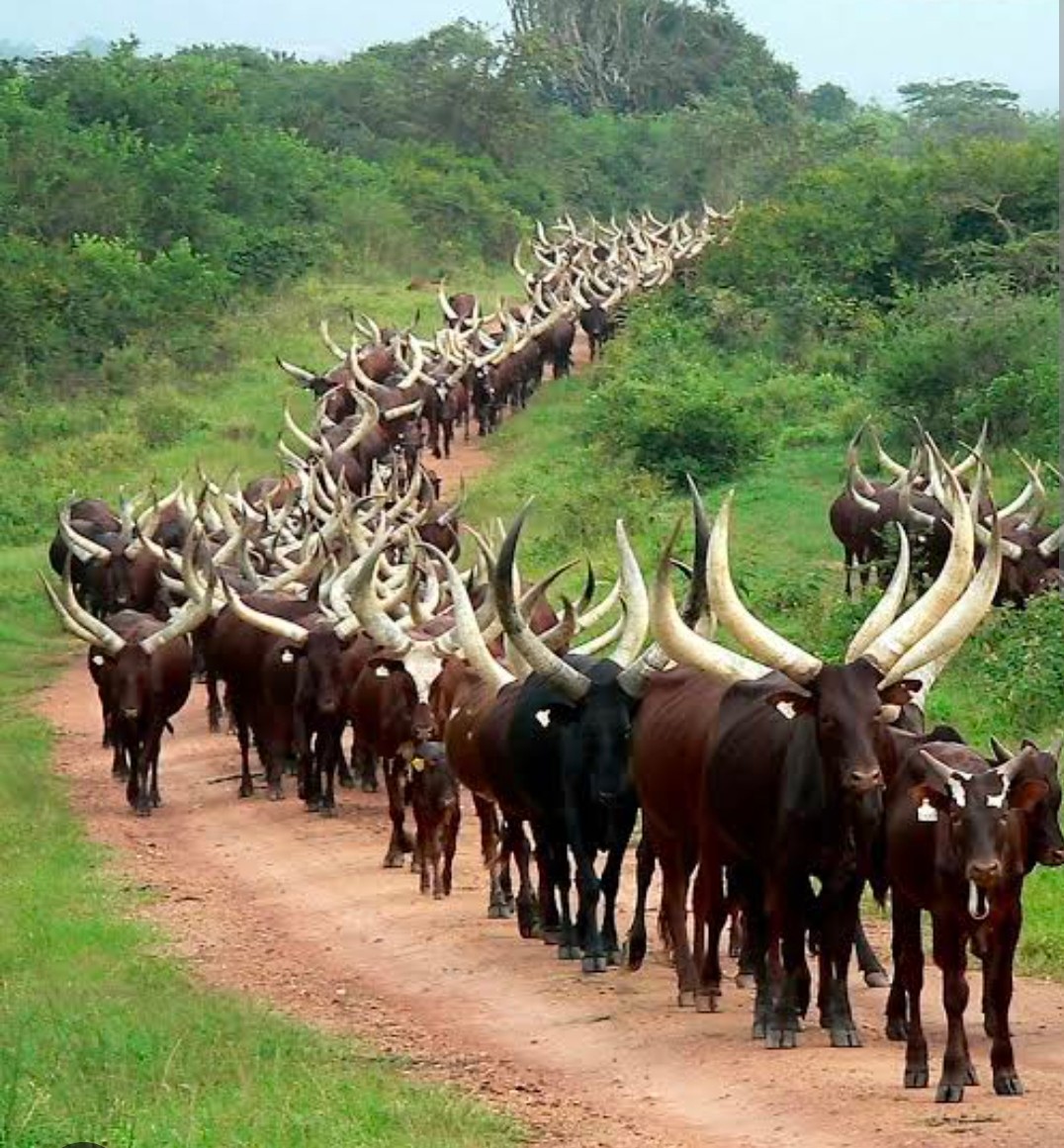 DenisNdubi's tweet photo. @faith_nabushawo Me, on My way to your father's compound. https://t.co/t98zGKBKia