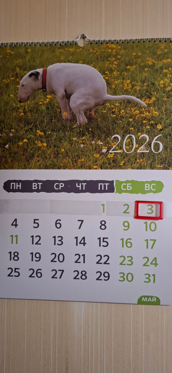 Новый месяц, новая собачка