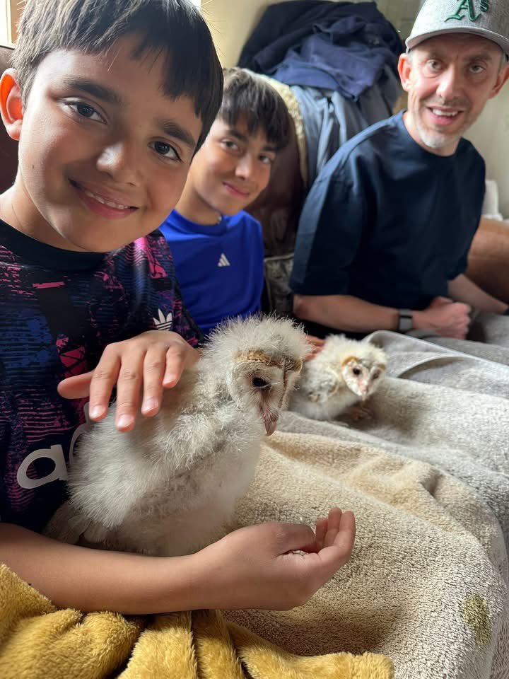 RobPeace9's tweet photo. Day after the promotion party, we had fun cuddling baby barn owls at Lavenham Falconary🦉 https://t.co/FK4LgvAGRq