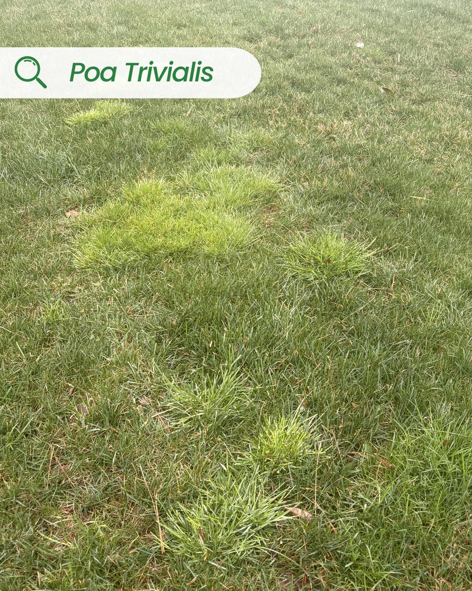 Greenswardturf's tweet photo. Poa annua and poa trivialis may look alike, but they behave differently. Annua grows in clumps with seed heads, while trivialis spreads in light green patches in shady, damp areas. Knowing the difference helps with proper control.
#KeepItGreen ๐ฑ
https://t.co/iKcrvgHtoJ https://t.co/QwUm3KPUig