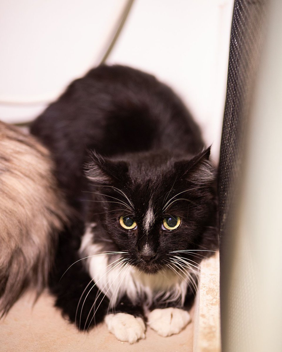 Whiskers 'N' Wishes Sanctuary tweet media