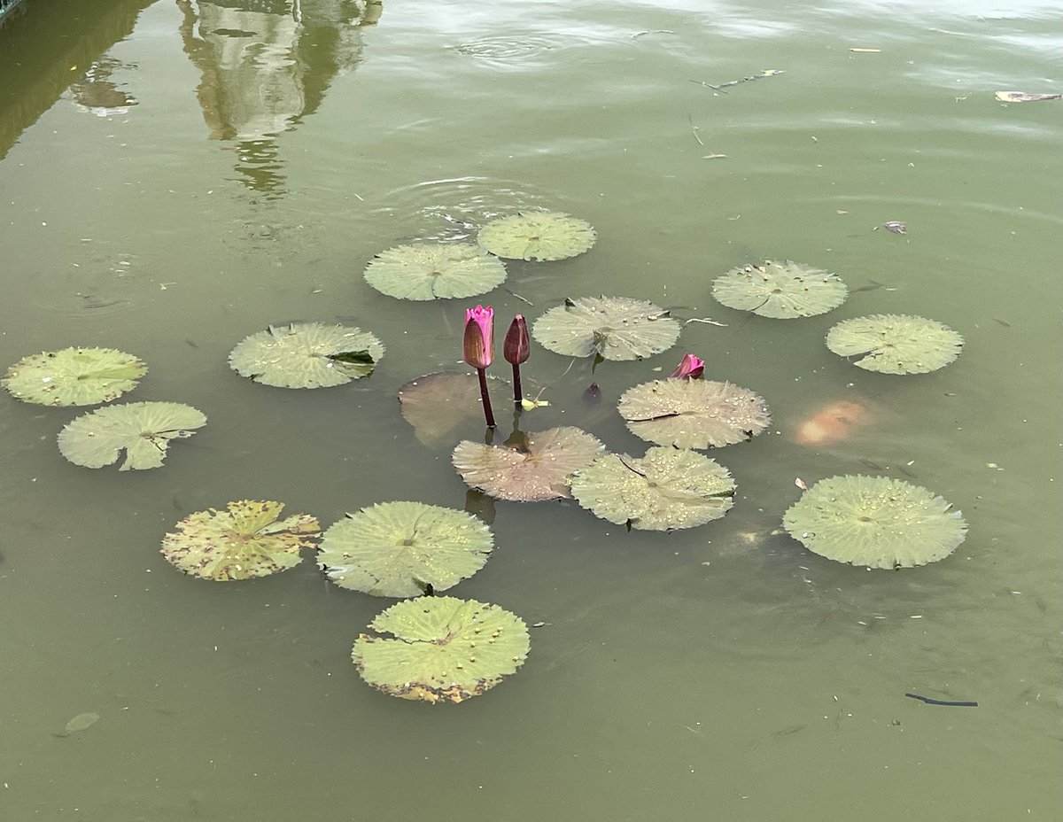 SylvieDahl's tweet image. #FlowerReport water lily at Kalakaua Park - spot the koi #Hilo #Hawaii