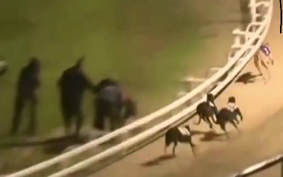valley_trk_wtch's tweet photo. It appears the seriously injured DROOPYS SCRIPT was immediately removed off track so race did not have to be void. https://t.co/0L71lejo4G