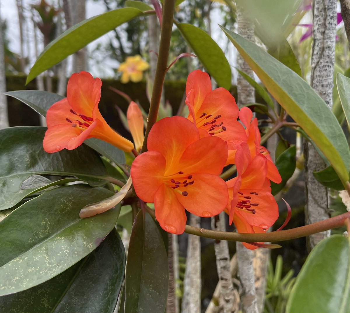 SylvieDahl's tweet image. #FlowerReport my front wall abloom 
#Hilo #Hawaii

“Always it’s spring and everyone’s in love and flowers pick themselves.” ~e.e. cummmings