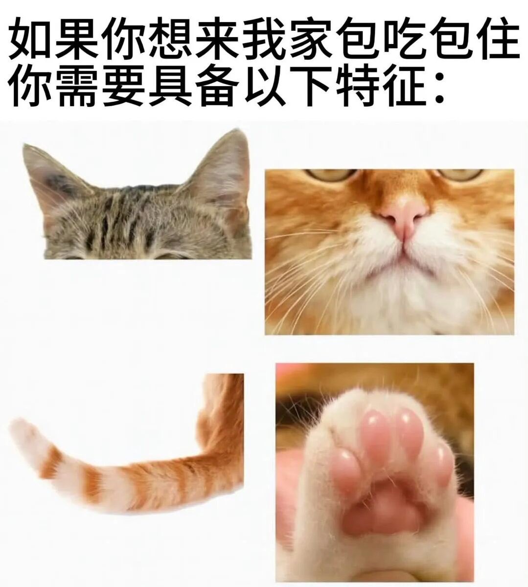 咩咩 tweet media