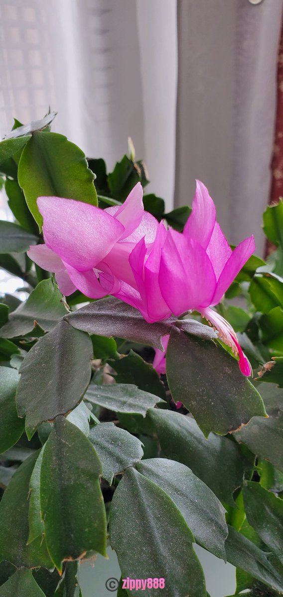 zzippy888's tweet photo. post a photo you tookβ¦ that you LOVE β€οΈ
#newbloom https://t.co/O4bsWlEDv9