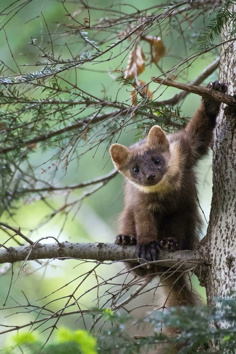 Give A Shit About Nature tweet media