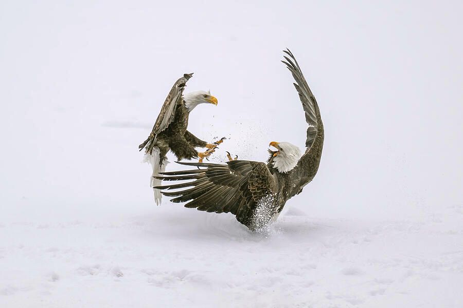 joancarroll's tweet image. Eagle Fight Haines Alaska! buff.ly/47qT85t #eagles #baldeagles #fight #snow #winter #haines #alaska #wildlife #wildlifephotography #animalphotography #naturephotography #nature  #giftideas @joancarroll