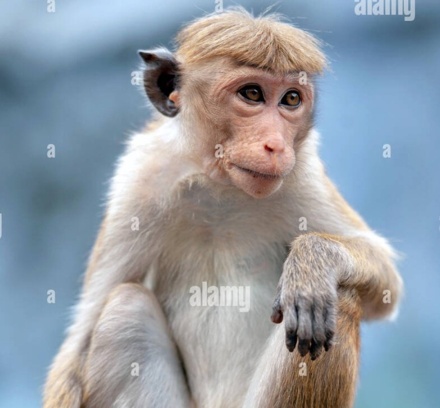 timbu baitola tweet media