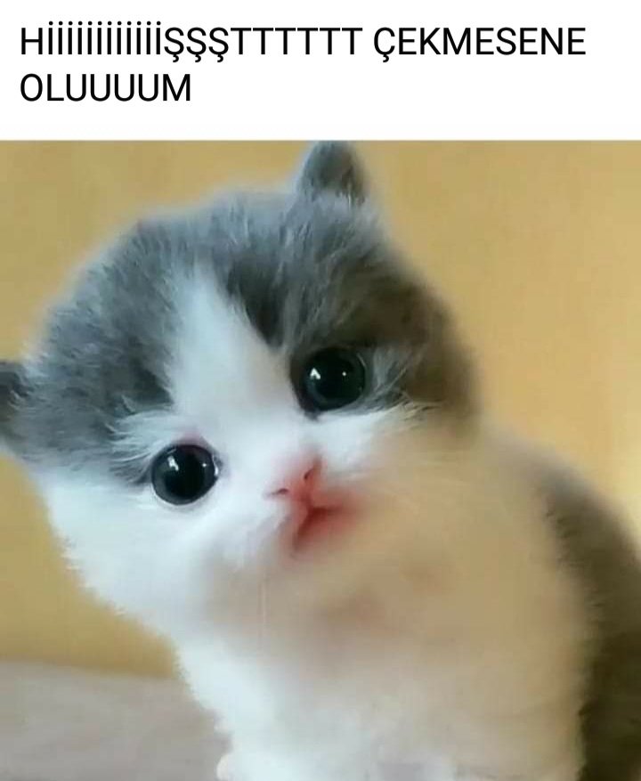 Türkan Buldum tweet media