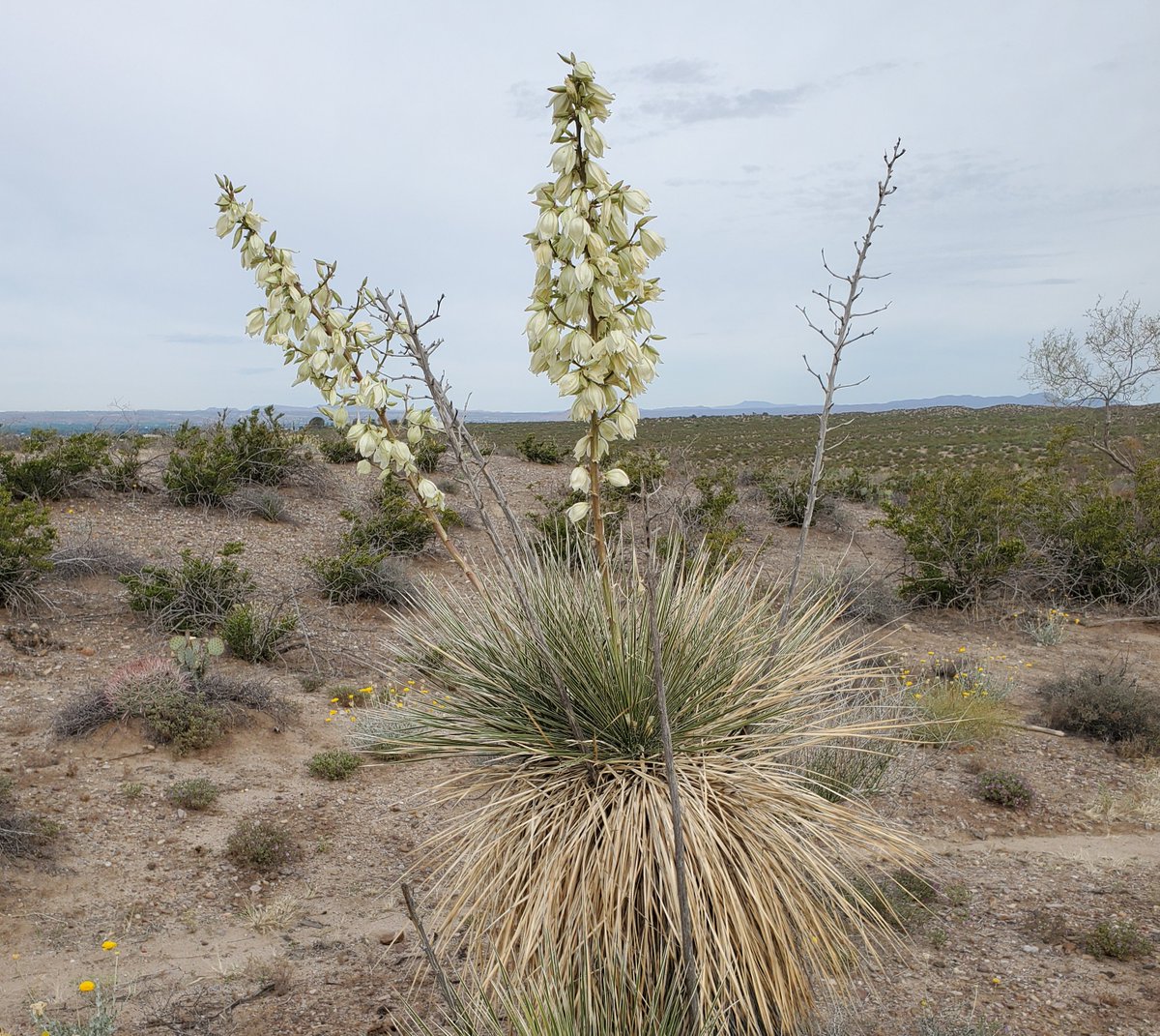 #ChihuahuanDesert today.  Soaptree Yuccas in flower.