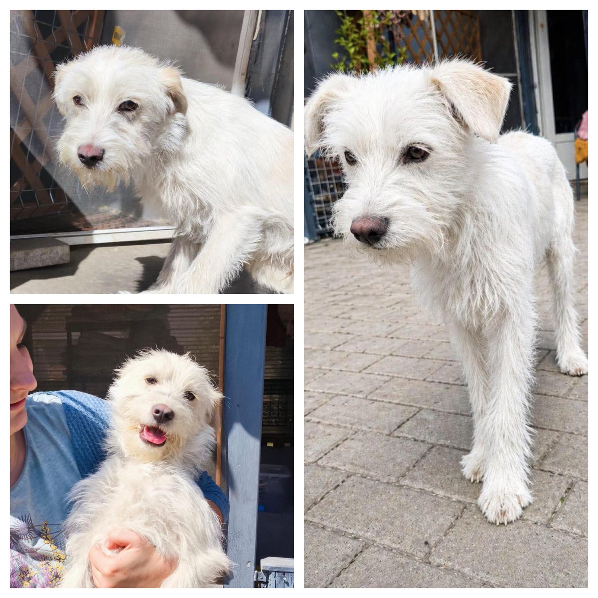 The_Animal_Team's tweet image. JOJO is a 7mo puppy with a gentle soul &amp;amp; beautiful manners. Despite his young age, he’s calm &amp;amp; incredibly easy to be around, he was found wandering the streets in Romania, but from the moment he was rescued, he has showed nothing but gratitude &amp;amp; affection. Now safe in foster