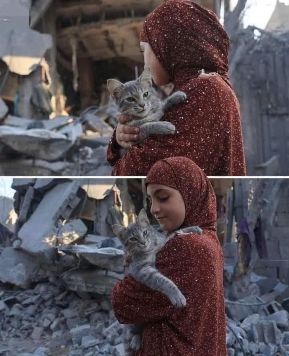 Cat Gaza Sos🇵🇸 tweet media