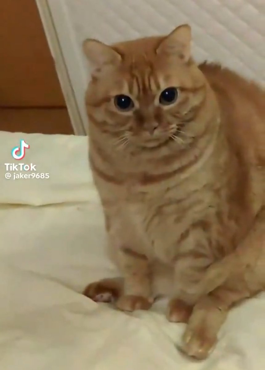 The Flying Cat (Pizza Majstor u BIH 🇧🇦) tweet media