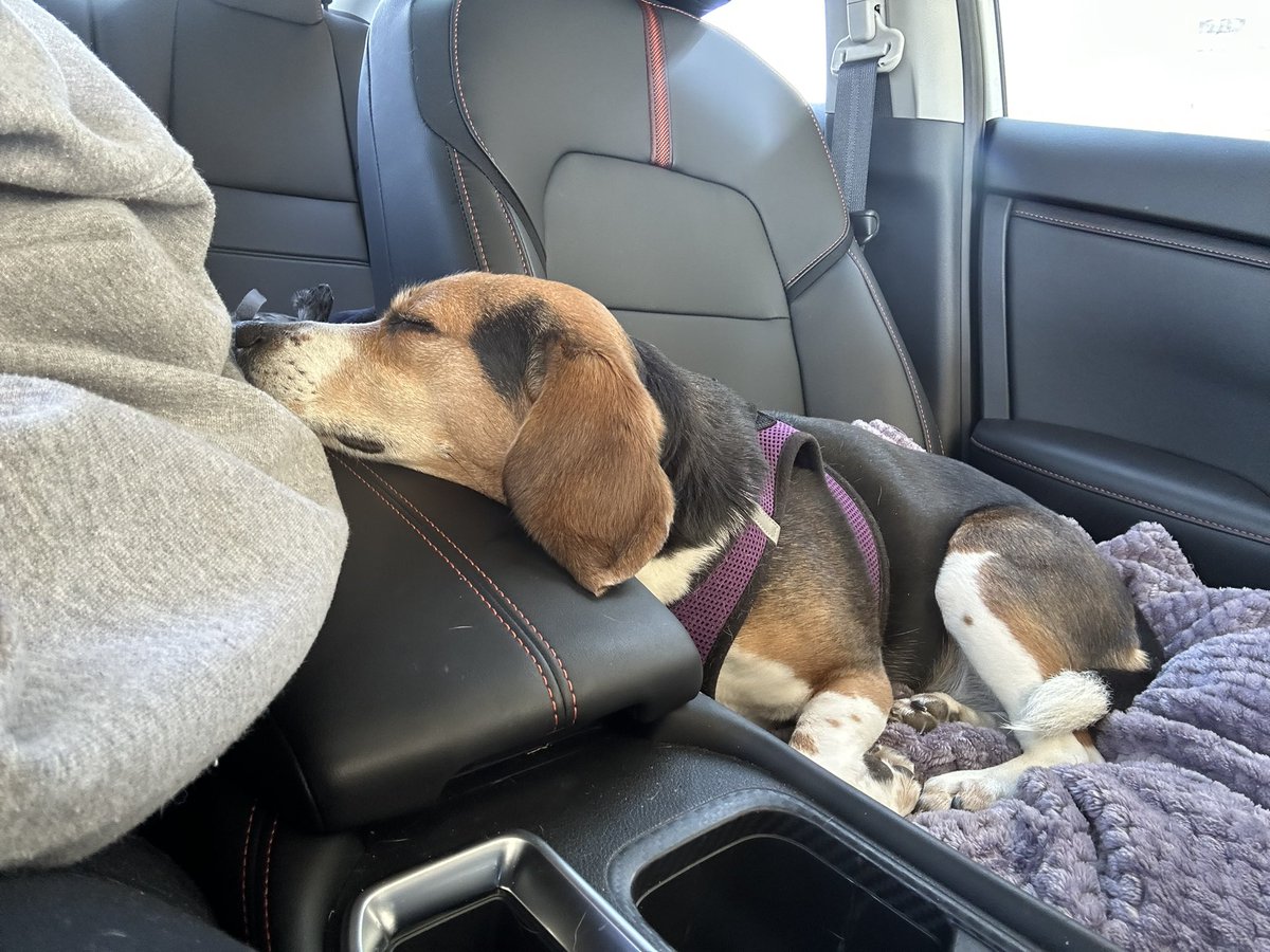 cack1229's tweet image. Asleep or awake, #dog is my #copilot 🐶🚙 #beagle #beaglefacts