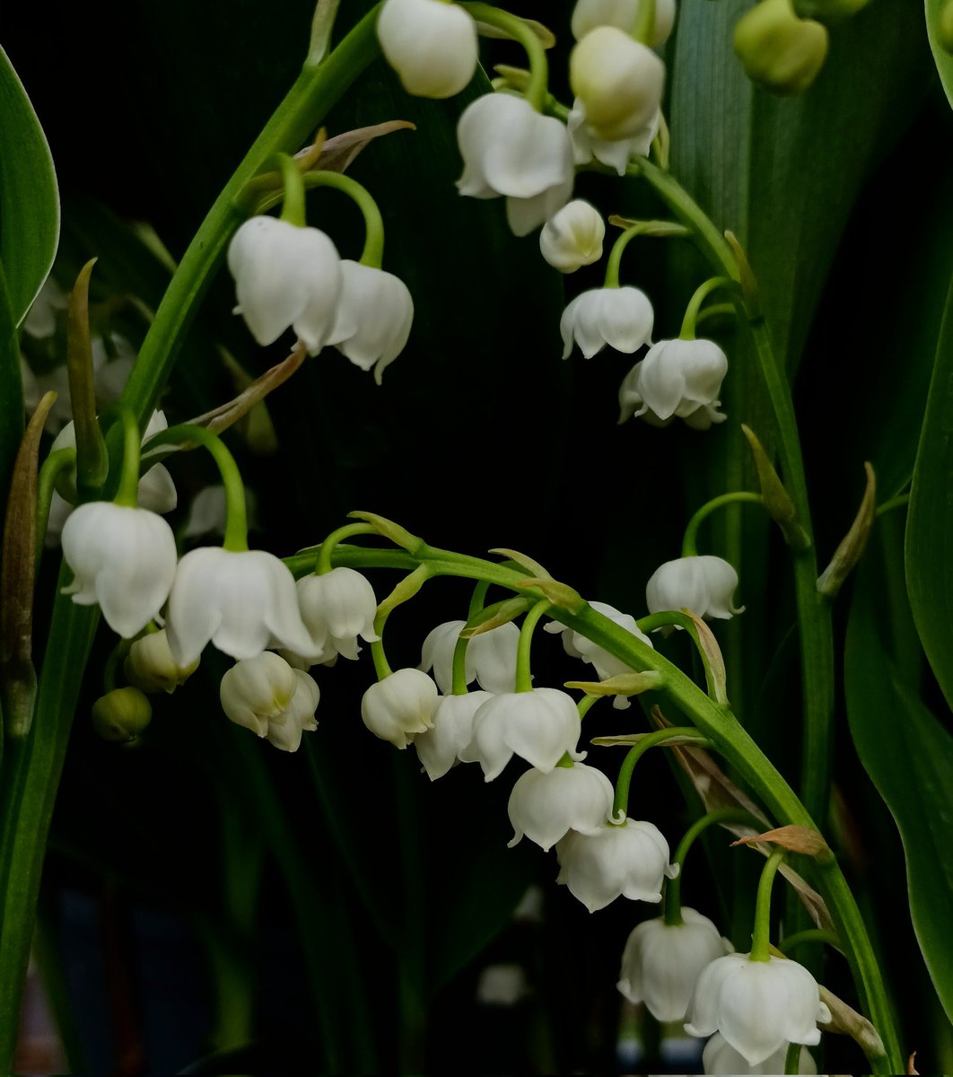 SewellLeigh's tweet image. Lily of the valley (Convallaria majalis)😊

#sundaymorning #macro #wildflowers #nature #naturephotography #naturelovers