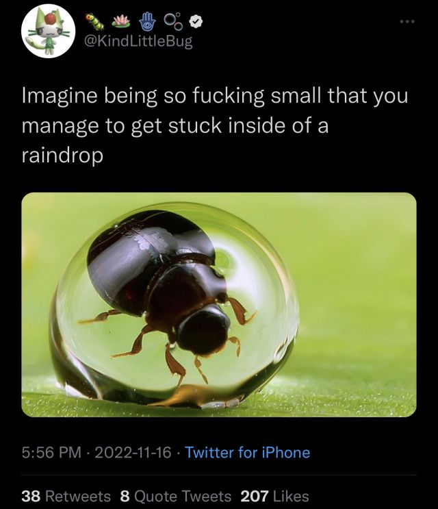rio 🪲 bug oomf tweet media