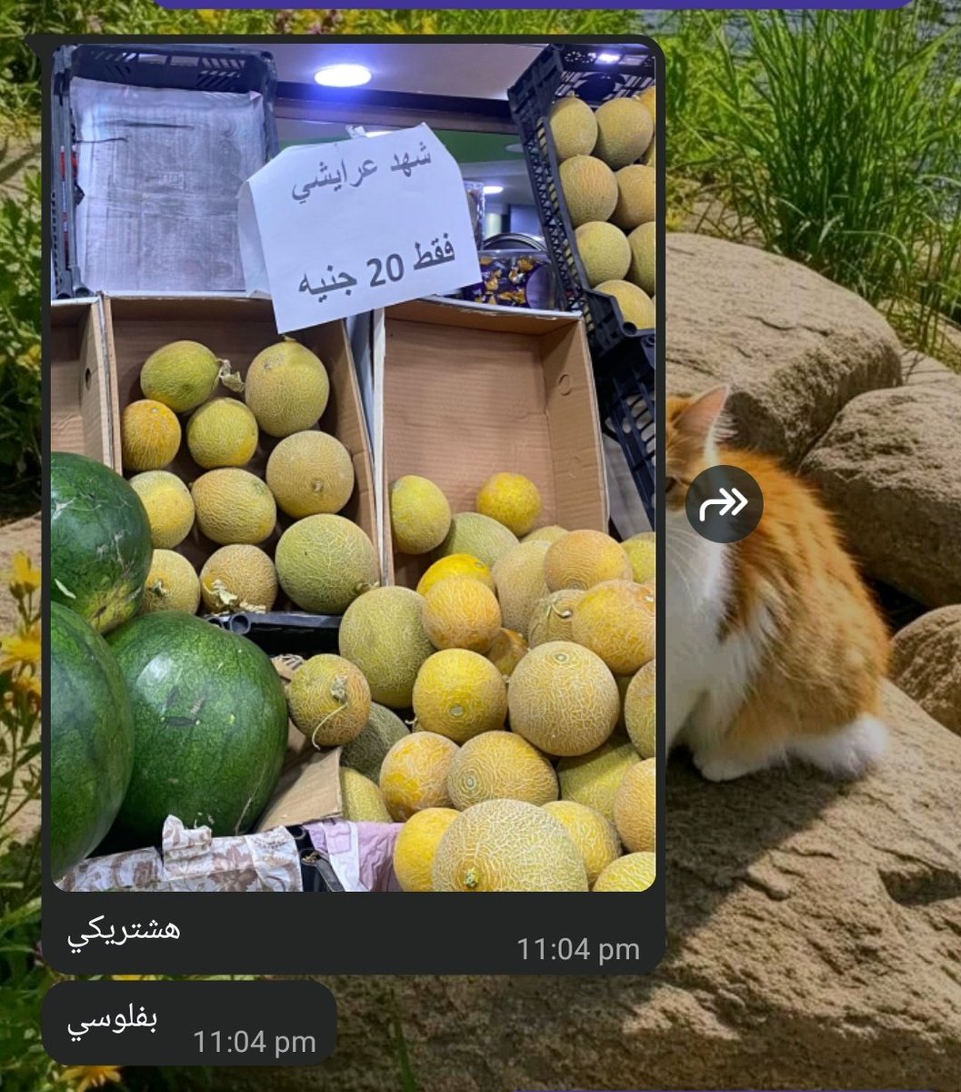 شهد tweet media