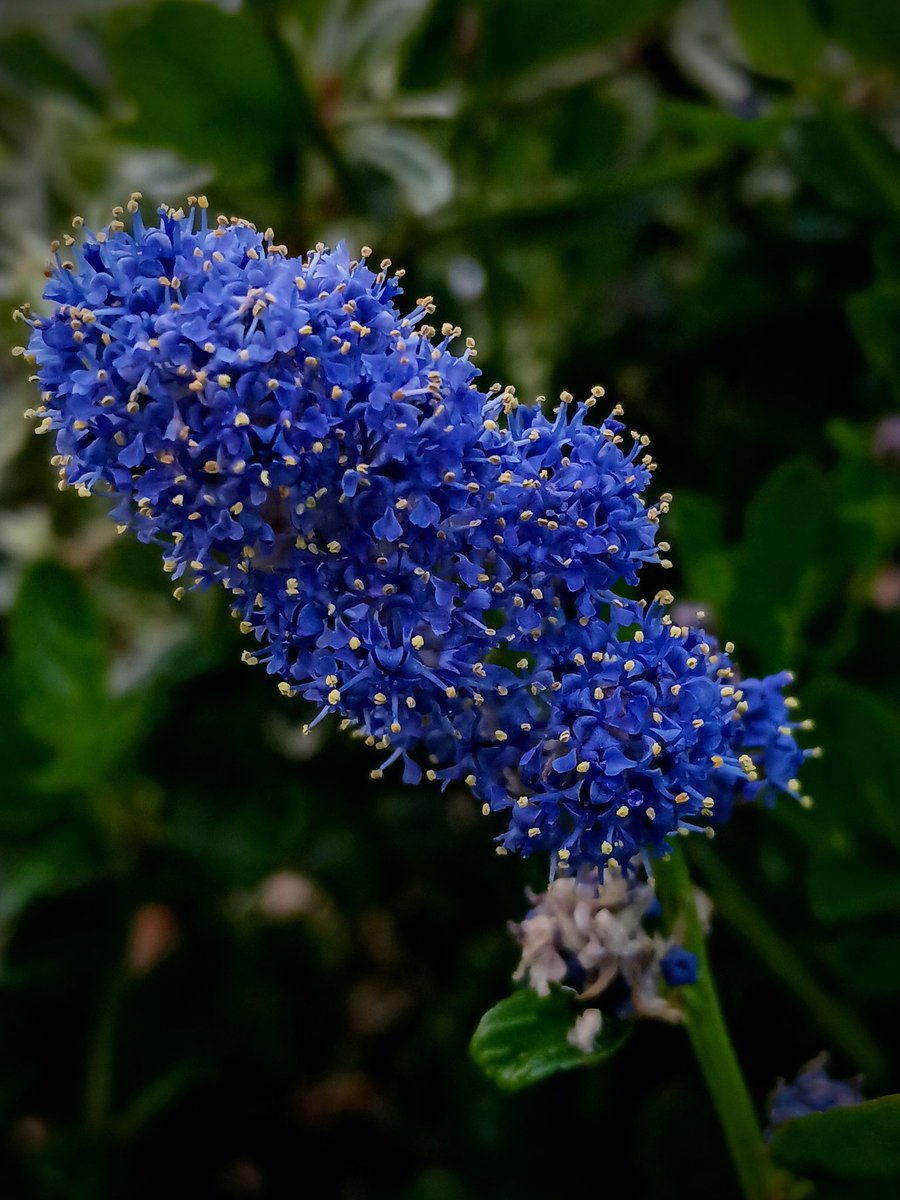 SewellLeigh's tweet image. Ceanothus 'Skylark' 😊

#sundaymorning #macro #flowerphotography #flowers #gardeningx