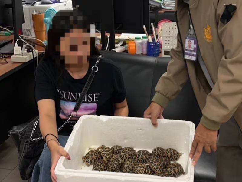 purewords0's tweet image. A teenager was arrested at a Thai airport after authorities say she tried to smuggle around 30 tortoises taped to her body under her clothes.
 29 of the animals were reportedly found alive.
#Thailand #WildlifeTrafficking #AirportSecurity