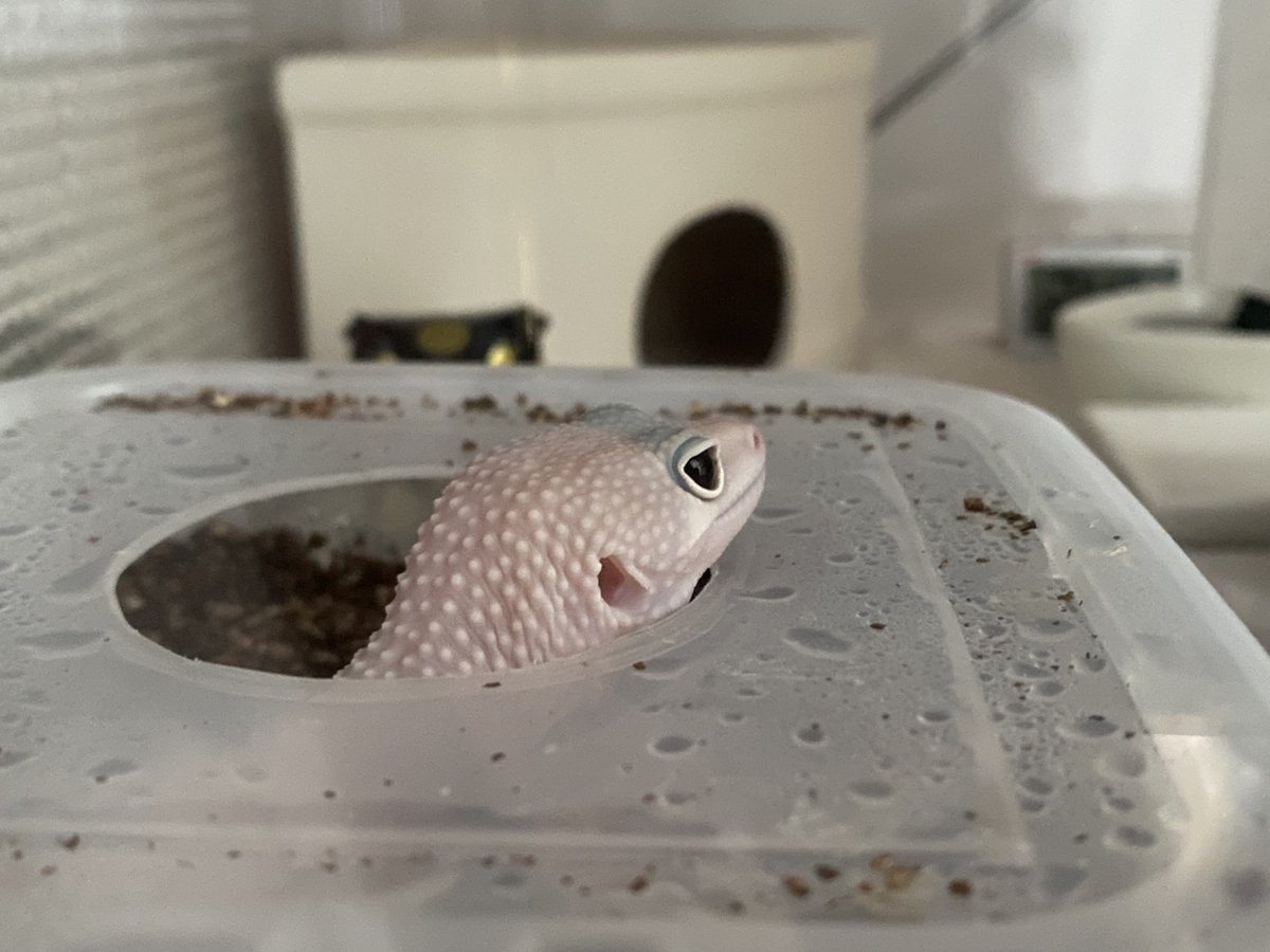 んざわ🦎 tweet media