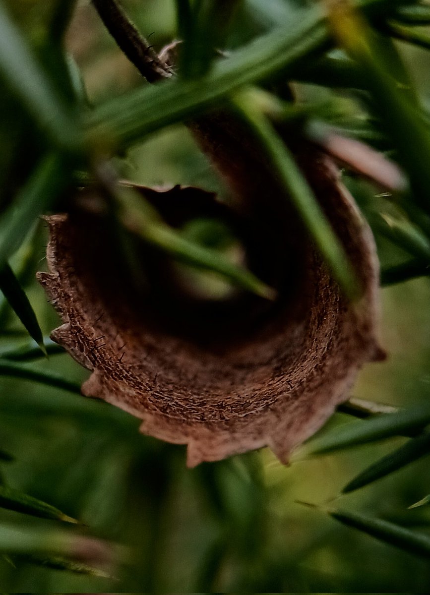 SewellLeigh's tweet image. Don't go in there 👀

#sundaymorning #nature #macro #naturephotography #naturelovers