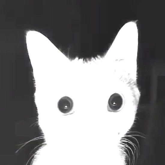 kitten. tweet media