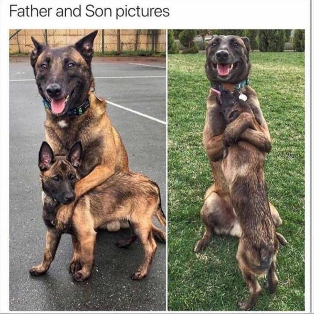 𝕏 Dogs tweet media