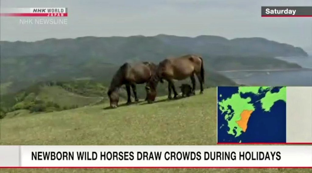 HitoshiMisaka2's tweet image. Wild horses draw crowds to Japan's Miyazaki Prefecture | #NHK WORLD-JAPAN News
#Trip #Miyazaki #Japan www3.nhk.or.jp/nhkworld/en/ne…
