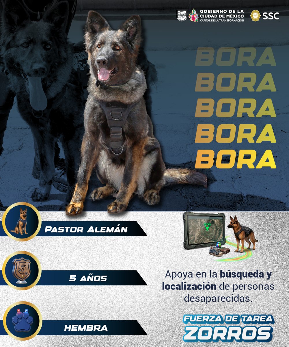 SSC_CDMX's tweet image. #K9 | Conoce a los caninos que fortalecen las labores de la #SSC. 🐕🐕👮🏻

Olfato y precisión: Bora. 
Integrante de la Fuerza de Tarea "Zorros", apoya en la búsqueda y localización de personas desaparecidas. 🐾🐕