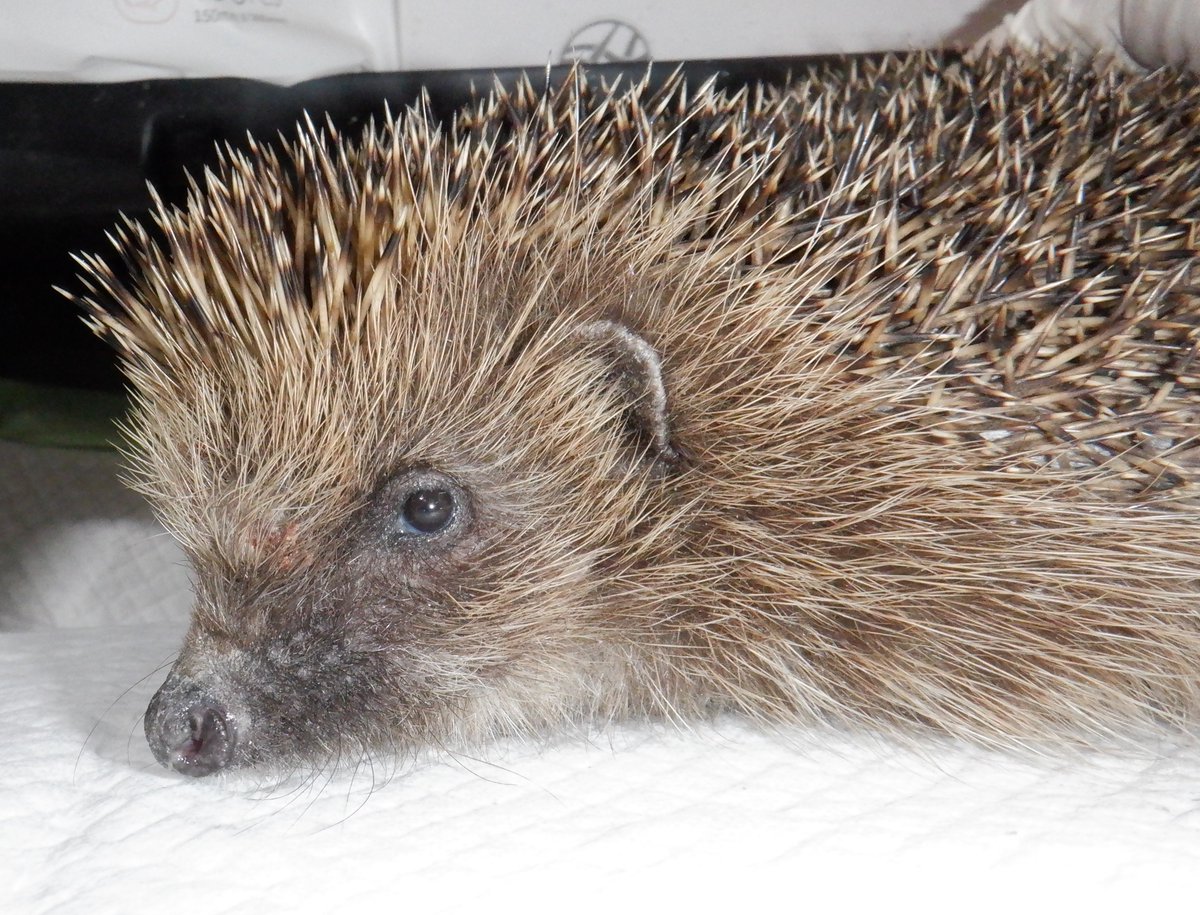 HedgehogCabin's tweet photo. Happy May Day everyone.😘
And it's definitely a happy May day for dear sweet Onslow as he's responding brilliantly to his treatments now, and feels so much better.
He has one more week of treatment left but already the pain of the fluke infestation is a distant memory.
He's looking a little pensive here, maybe he's planning his release, and the route he'll take to find the girl of his dreams.🥰
Onslow's history: https://t.co/3V4y8WWdP7