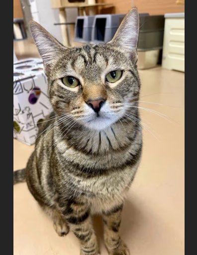 HollywoodDogs's tweet image. Blin, a 1-year-old tabby at a full shelter in #Chamblee, #GA, needs a forever home, a foster home, or rescue adoptapet.com/pet/47890173-c… #URGENT #tabby #AdoptableCatofDay 🐱