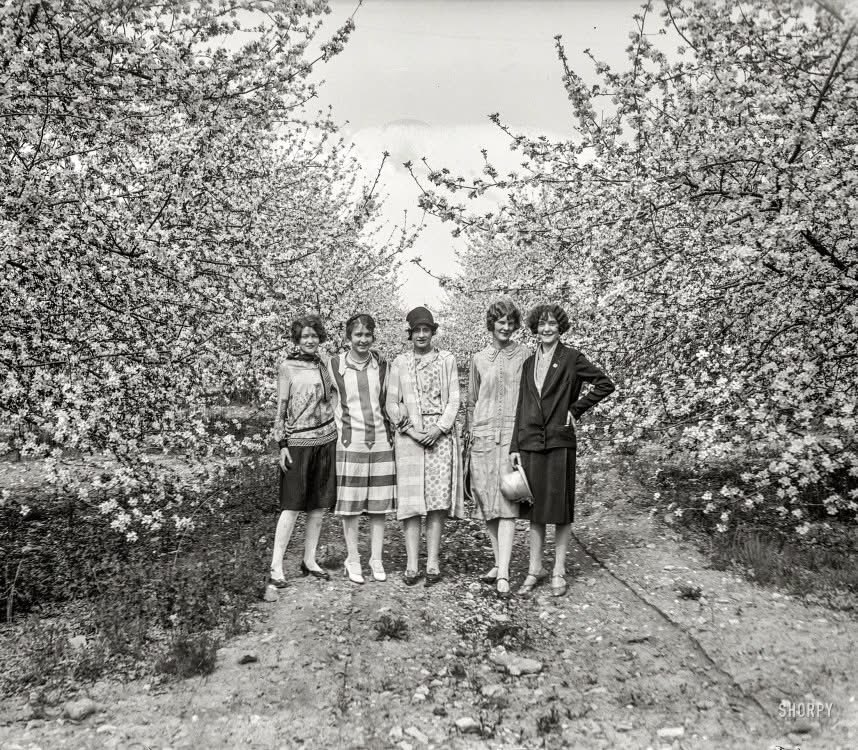 100YearsAgoLive's tweet photo. Winchester, Virginia, celebrates its annual Cherry Blossom Festival. https://t.co/oDg5mvcUbD