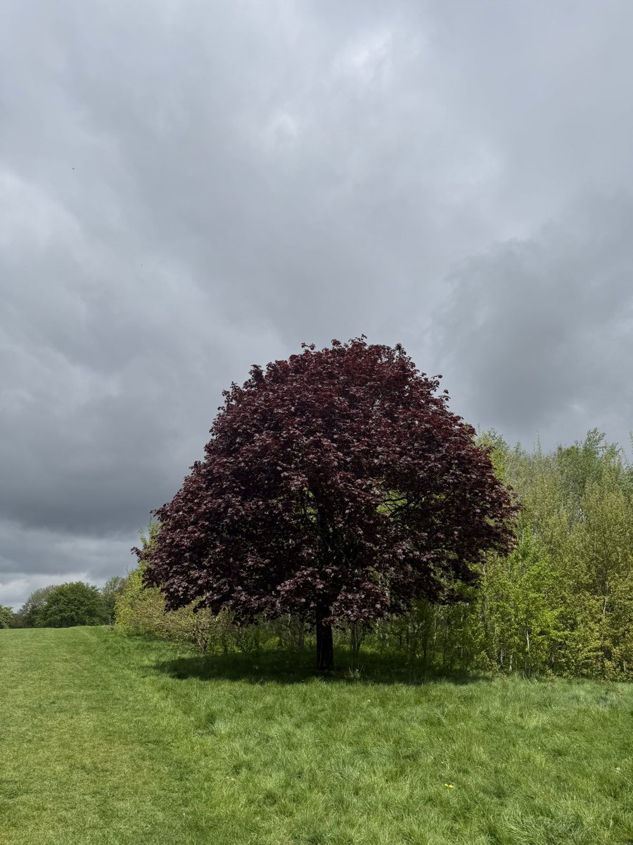 theeyesofawalsh's tweet image. Odd one out #green #purple #trees #grass #photograph #photography #woodland