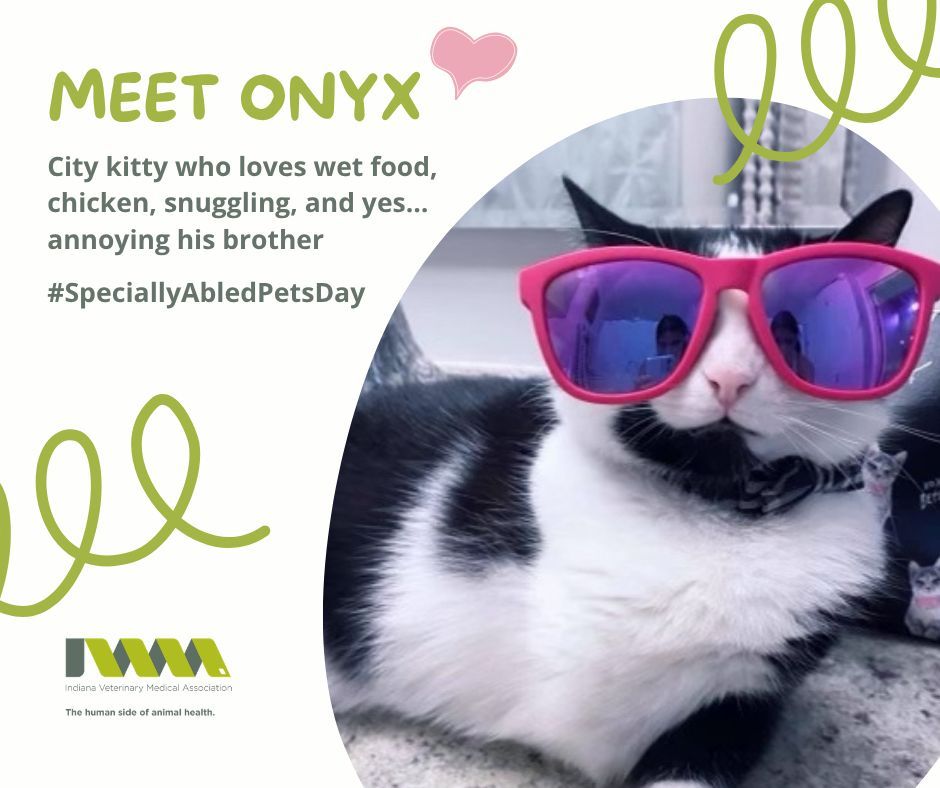 IVMA1's tweet photo. National Specially-Abled Pets Day 🐾

Onyx reminds us that every pet deserves the chance to thrive—with a little love, care, and personality (and maybe some sibling mischief).

Share a photo of your specially-abled pet.

#IVMA #SpeciallyAbledPets #PetHealth https://t.co/FEgGP7Yq36