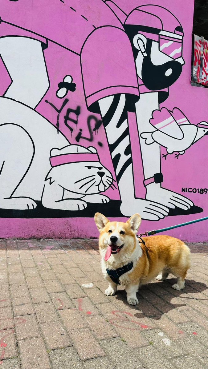 hoos_yerdaddy's tweet photo. 🤪
.
.
.
#corgi #welshcorgipembroke #instadogs https://t.co/6qW4nEiklq