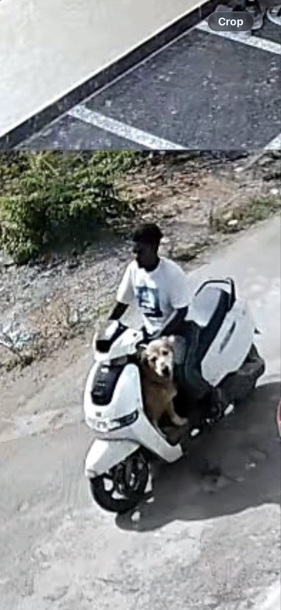 manideepgoud23's tweet photo. 🚨 LOST DOG – PLEASE HELP 🚨  

My Golden Retriever has been taken by a person on a white scooter (see image).  

📍 Location: [Padmashali Township/Dammaiguda / Hyderabad]  
🕒 Time: [Approx time]  

The dog is very friendly and part of our family. We are extremely worried.  

🙏 https://t.co/THfIKYWlOi