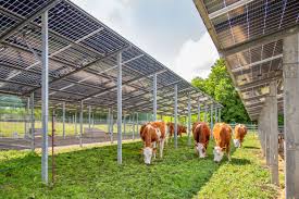 caralinett's tweet photo. @JamesMelville #agrisolar #agripv
Double plus good https://t.co/xWO8MxSQnM