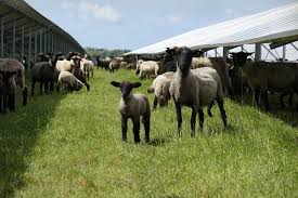 caralinett's tweet photo. @JamesMelville #agrisolar #agripv
Double plus good https://t.co/xWO8MxSQnM
